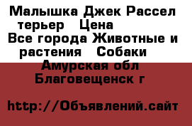 Малышка Джек Рассел терьер › Цена ­ 40 000 - Все города Животные и растения » Собаки   . Амурская обл.,Благовещенск г.